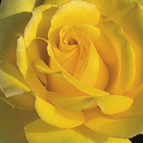 Hotel California Hybrid Tea Rose - Rose - Nature Hills Nursery - 2 Container - 