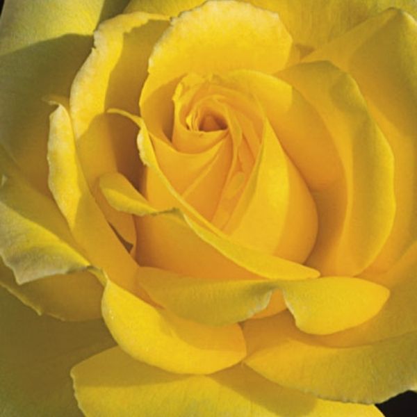 Hotel California Hybrid Tea Rose