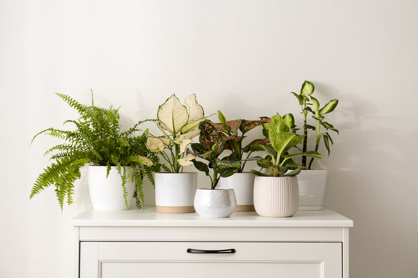 Assorted indoor houseplants including fern, dieffenbachia, and aglaonema in white pots on a white dresser.