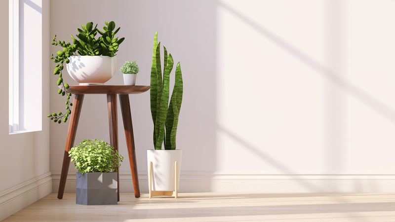 Indoor houseplants including a snake plant, jade plant, and trailing greenery arranged on a mid-century wooden side table in a sunlit room.