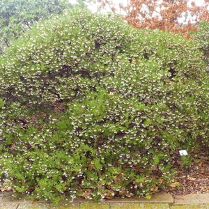 Howard McMinn Manzanita - Nature Hills Nursery - #1 Container - 