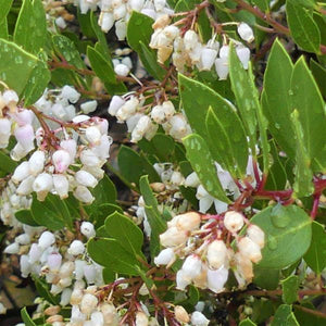 Howard McMinn Manzanita - Nature Hills Nursery - #1 Container - 