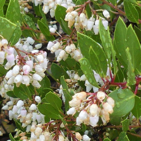 Howard McMinn Manzanita - Nature Hills Nursery - #1 Container - 
