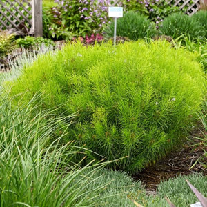 Hubricht's Bluestar Foliage