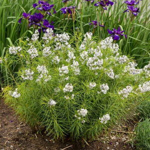 Hubricht's Bluestar in Bloom