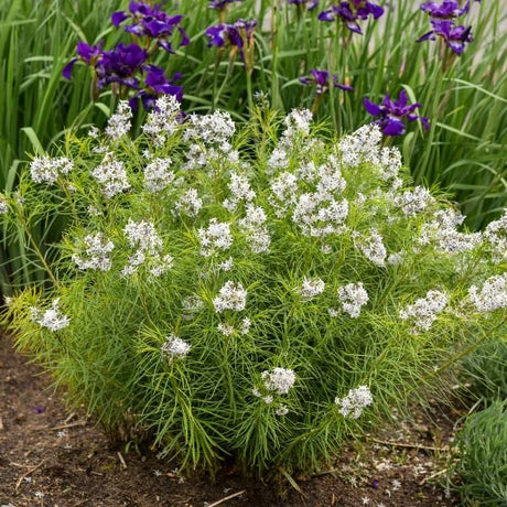 Hubricht's Bluestar in Bloom