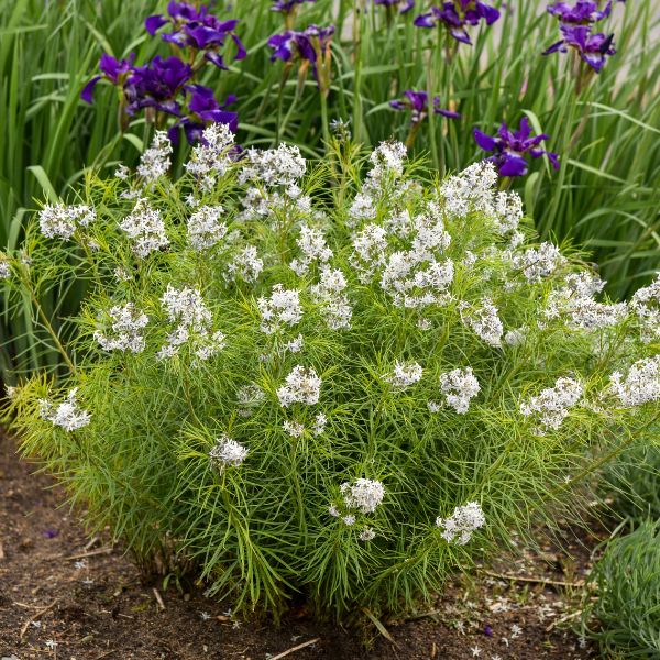 Hubricht's Bluestar in Bloom