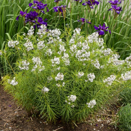 Hubricht's Bluestar in Bloom