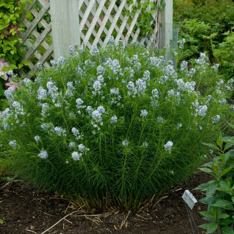 Hubricht's Bluestar Full Plant