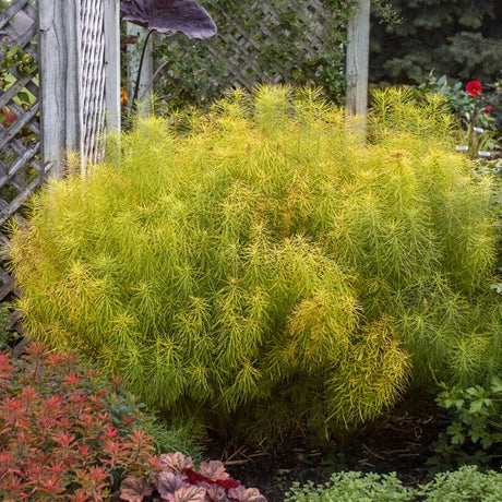 Hubricht's Bluestar in Garden