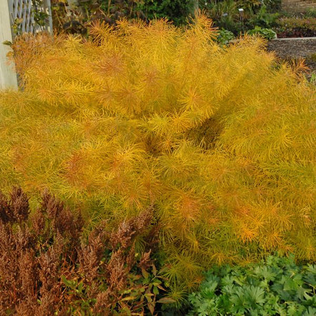 Hubricht's Bluestar Fall Color