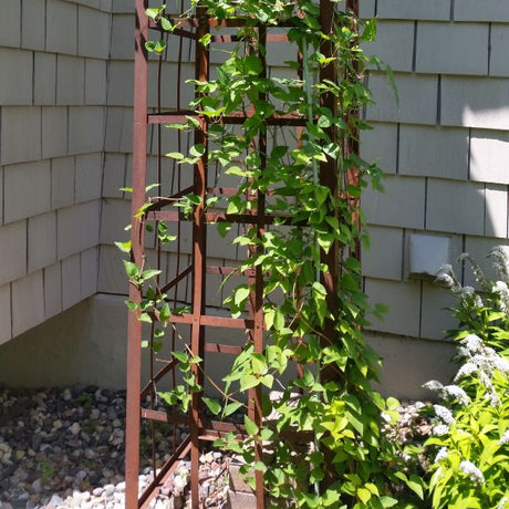 Huldine Clematis