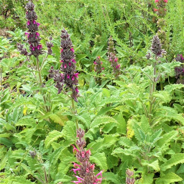 Hummingbird Sage - Nature Hills Nursery - #1 Container - 