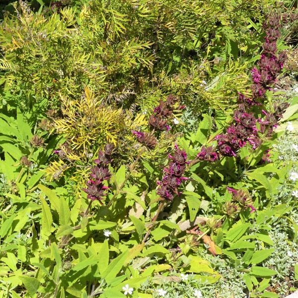 Hummingbird Sage - Nature Hills Nursery - #1 Container - 