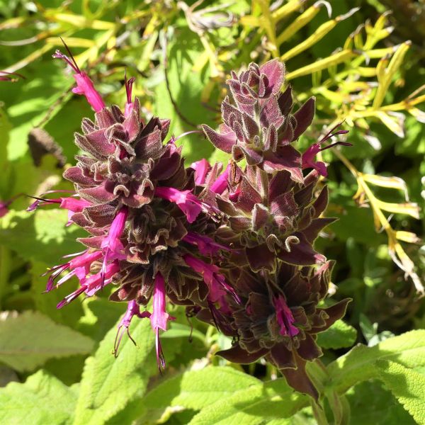 Hummingbird Sage - Nature Hills Nursery - #1 Container - 
