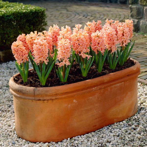 Gipsy Queen Hyacinth container