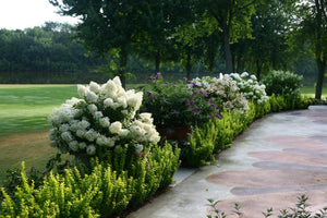 Lush landscape border of white panicle hydrangeas and purple butterfly bush lining a curved stone patio beside a golf course.