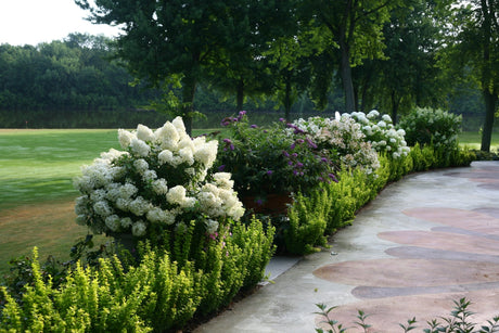 Lush landscape border of white panicle hydrangeas and purple butterfly bush lining a curved stone patio beside a golf course.