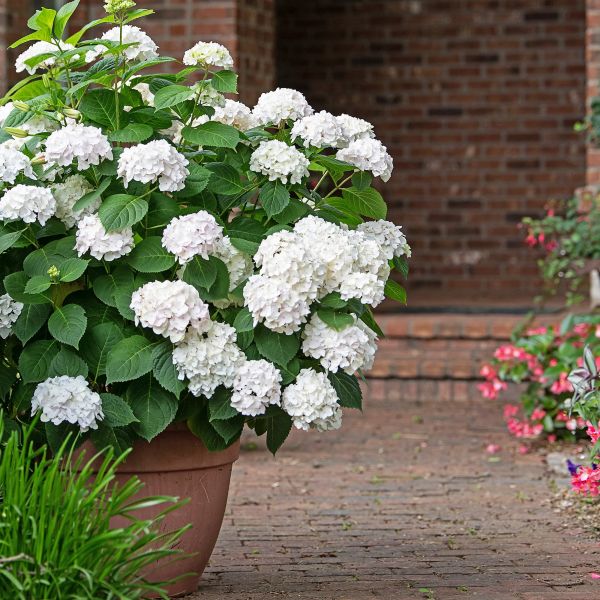 Endless Summer Blushing Bride Bigleaf Hydrangea