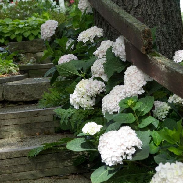 Endless Summer Blushing Bride Bigleaf Hydrangea
