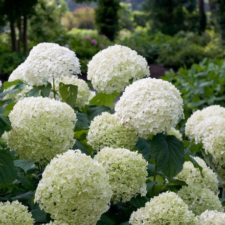 Incrediball&reg; Hydrangea