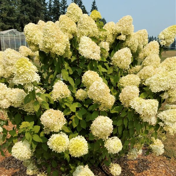 Deciduous foliage of Limelight Panicle Hydrangea (Hydrangea paniculata 'Limelight') in a garden setting.