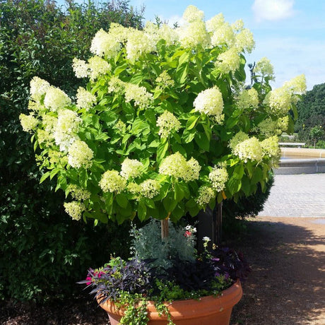 Close-up of pink, white, green hydrangea flowers on Limelight Panicle Hydrangea Tree blooming in late summer to early fall.