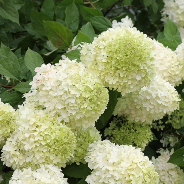 Limelight Panicle Hydrangea Tree (Hydrangea paniculata 'Limelight') growing in a garden landscape, showing mature shrub form.
