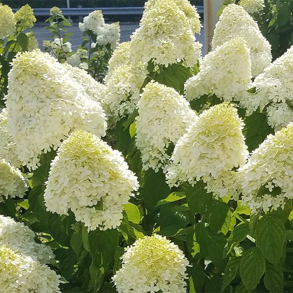 Limelight Panicle Hydrangea Tree (Hydrangea paniculata 'Limelight'), a shrub featuring pink, white, green flowers and deciduous.