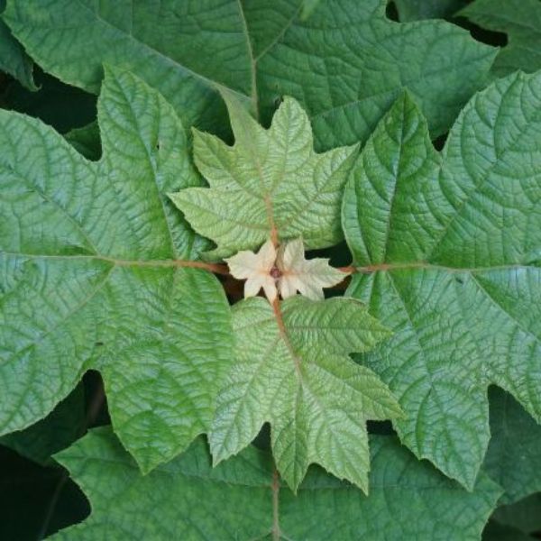 Close-up of pink, white hydrangea flowers on Pee Wee Dwarf Oakleaf Hydrangea blooming in late spring to early summer to late summer.