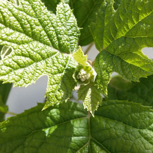 Close-up of red, pink, white hydrangea flowers on Ruby Slippers Oakleaf Hydrangea blooming in early summer to late summer.
