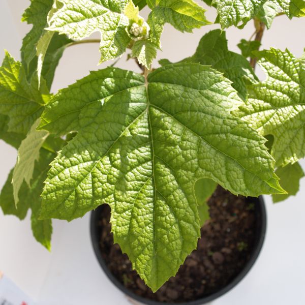 Deciduous foliage of Ruby Slippers Oakleaf Hydrangea (Hydrangea quercifolia 'Ruby Slippers') in a garden setting.