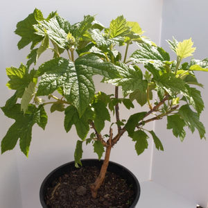 Ruby Slippers Oakleaf Hydrangea (Hydrangea quercifolia 'Ruby Slippers') growing in a garden landscape, showing mature shrub form.