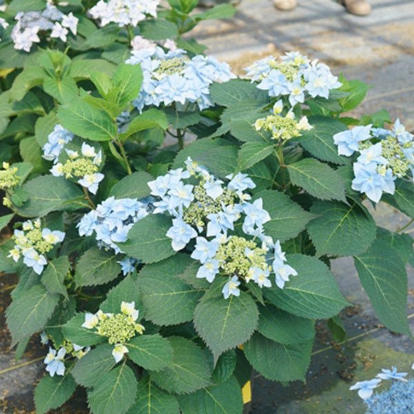 スポーツトイ・アクショントイ hydrangea haworthia Tuff Stuff Ah - Ha® Hydrangea | Buy at NatureHills.com