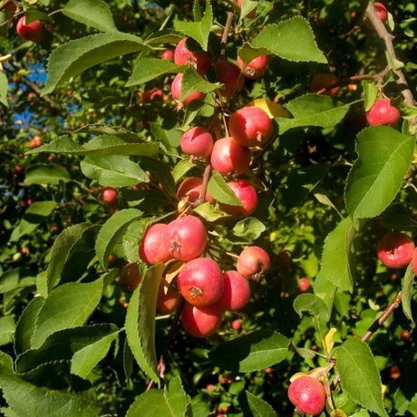 Hyslop Edible Crabapple Tree - Nature Hills Nursery - 4 - 5 Feet Bareroot Semi - Dwarf Height - 