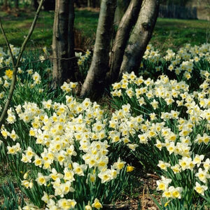 Ice Follies Daffodil - Nature Hills Nursery - 5 Pack Bulbs - 