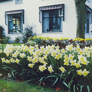 Ice Follies Daffodil - Nature Hills Nursery - 5 Pack Bulbs - 