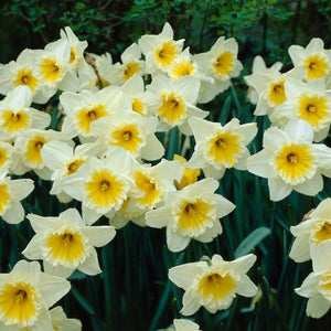 Ice Follies Daffodil - Nature Hills Nursery - 5 Pack Bulbs - 
