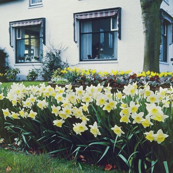 Ice Follies Daffodil - Bulbs - Nature Hills Nursery - 