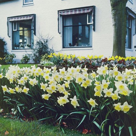 Ice Follies Daffodil - Bulbs - Nature Hills Nursery - 