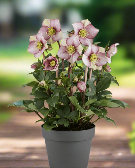 Ice N' Roses® Rose Lenten Rose - Perennial - Nature Hills Nursery - 