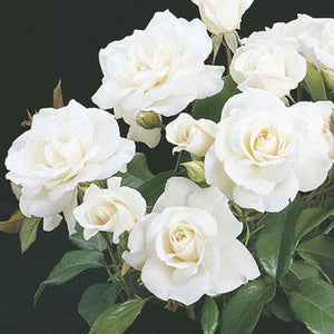 Iceberg® Floribunda Rose (Rosa 'Iceberg'), a shrub featuring white flowers and deciduous.