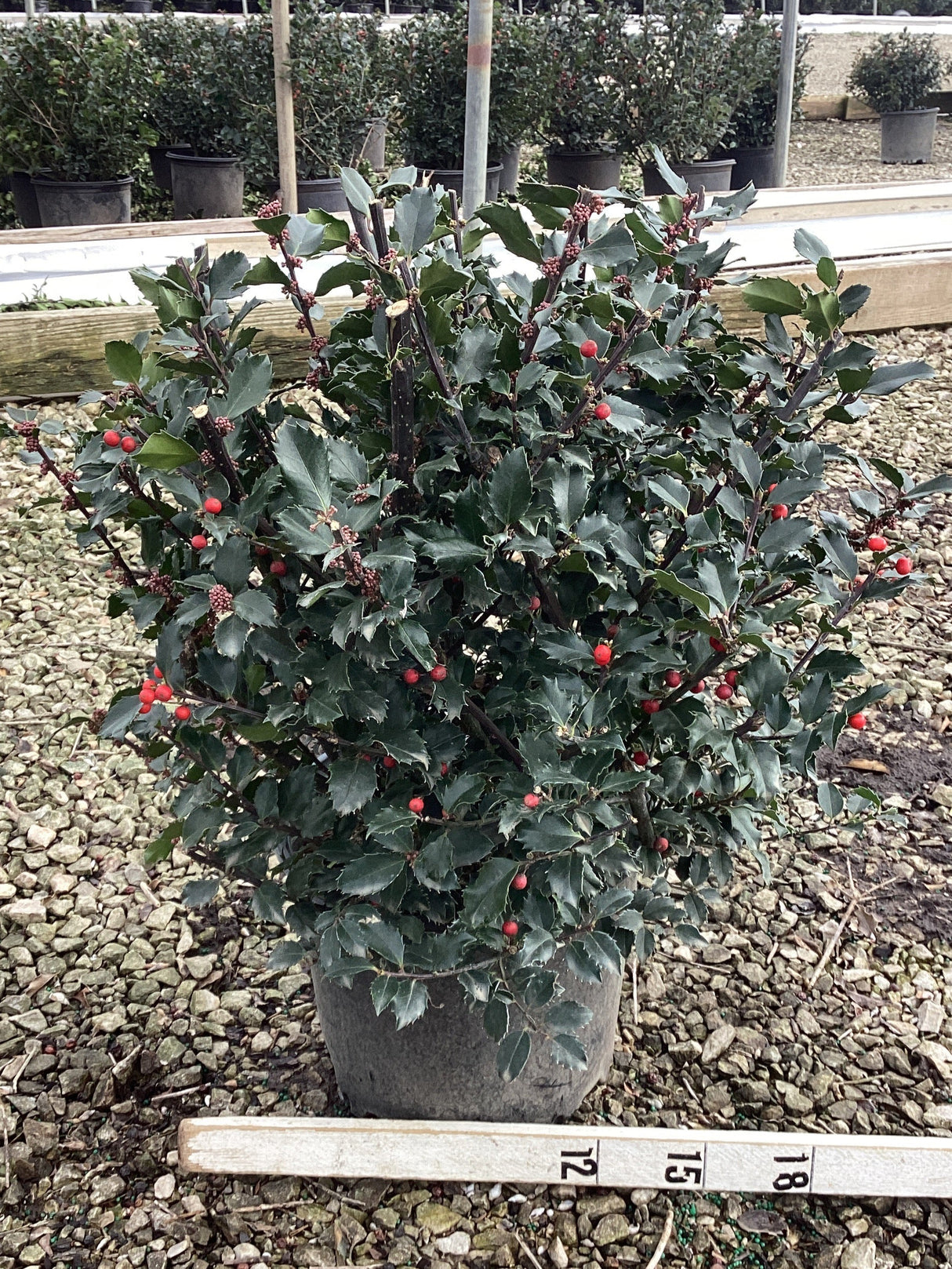 Royal Family Holly shrub in a 3-gallon container with red berries and glossy evergreen foliage, ideal for year-round privacy and winter interest