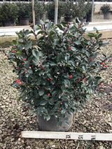 Royal Family Holly shrub in a 3-gallon container with red berries and glossy evergreen foliage, ideal for year-round privacy and winter interest