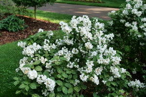 Illuminati Sparks Mock Orange shrub, side view