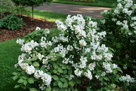Illuminati Sparks Mock Orange shrub, side view