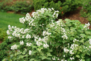 Illuminati Sparks Mock Orange shrub, detail view