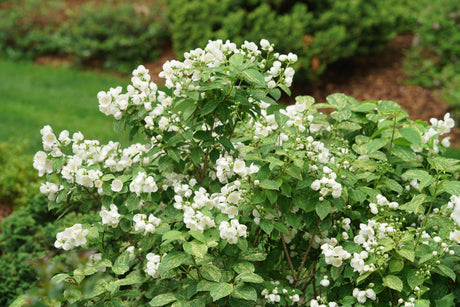 Illuminati Sparks Mock Orange shrub, detail view