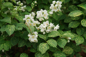 Illuminati Sparks Mock Orange shrub, close-up