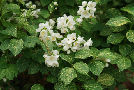 Illuminati Sparks Mock Orange shrub, close-up